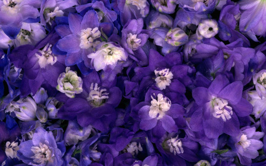 447746 (a): :1680x1050